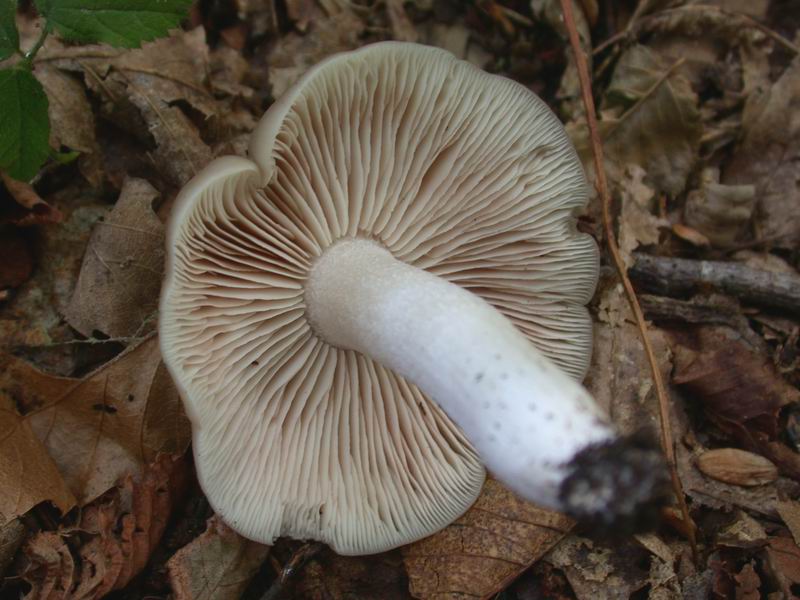 Escursione autunnale in Corsica - 3